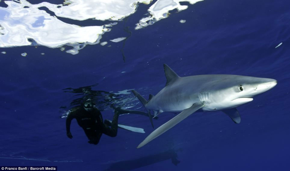 Picture 8 of Beautiful photos: Swim with the most terrifying predator in the ocean
