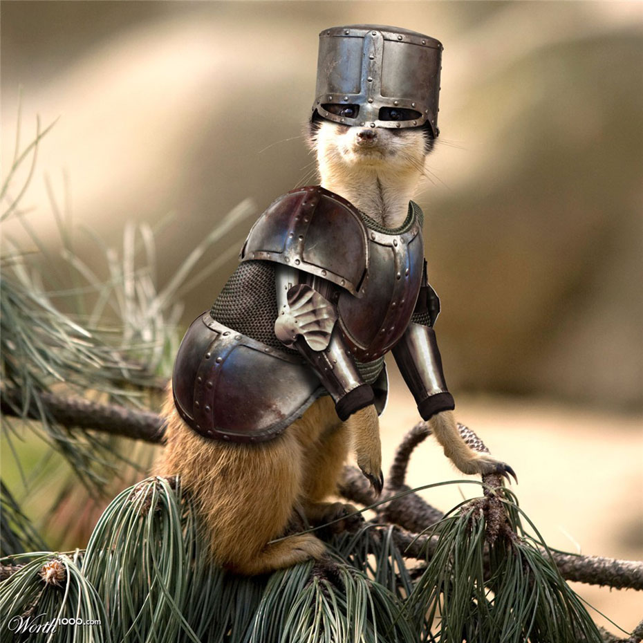 Picture 8 of Beautiful photoshop photos about animals