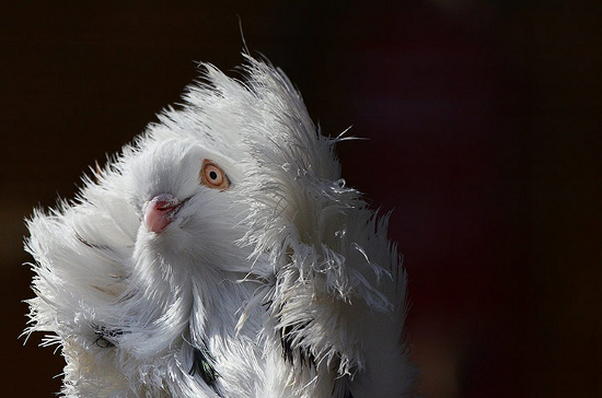 Picture 12 of Beautiful picture: Lion pigeons' pose