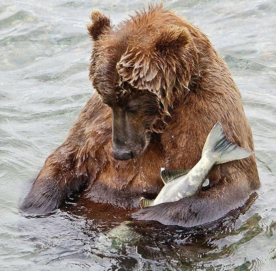 Picture 12 of Beautiful pictures of animals foraging in the field