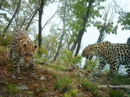 Picture 13 of Beautiful pictures of animals foraging in the field