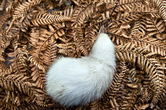 Picture 14 of Beautiful pictures of animals foraging in the field