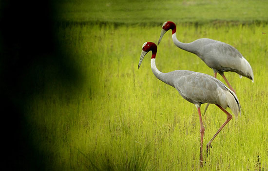 Picture 16 of Beautiful pictures of animals foraging in the field