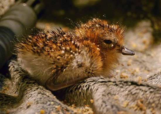 Picture 17 of Beautiful pictures of animals foraging in the field