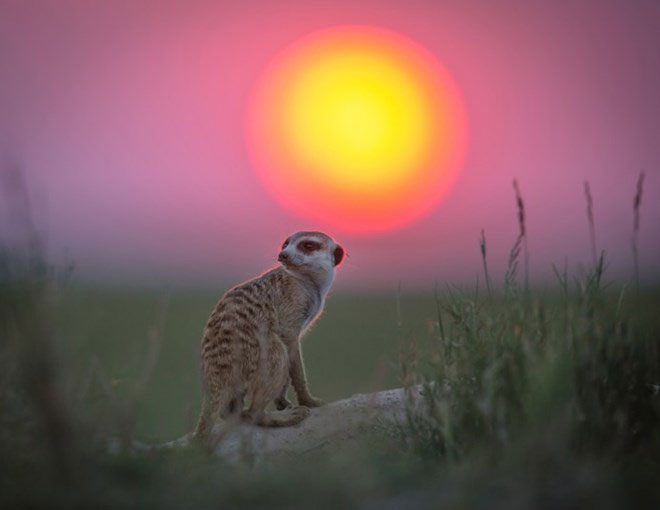 Picture 9 of Beautiful pictures of Meerkat civets