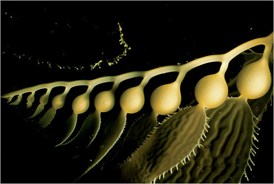 Picture 1 of Beautiful sea creatures are discreet