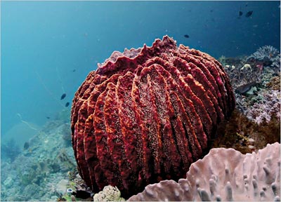 Picture 2 of Beautiful sea creatures are discreet