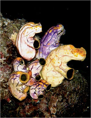 Picture 4 of Beautiful sea creatures are discreet