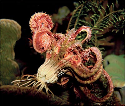 Picture 5 of Beautiful sea creatures are discreet