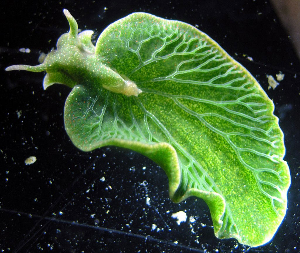 Picture 1 of Beautiful sea slug species in the ocean