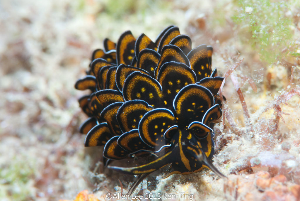 Picture 10 of Beautiful sea slug species in the ocean