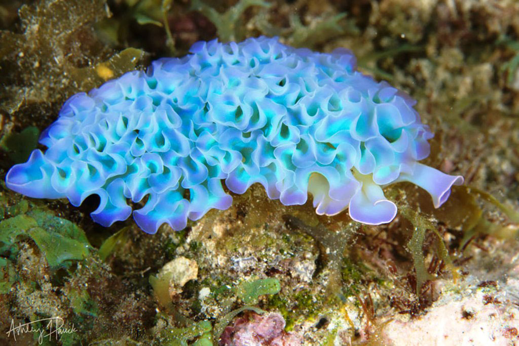 Picture 11 of Beautiful sea slug species in the ocean