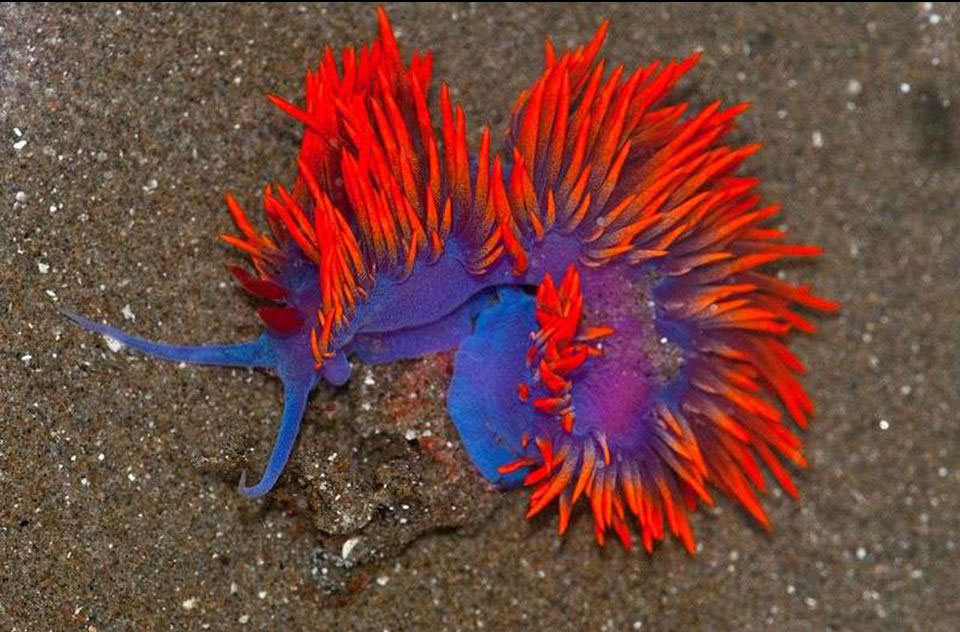 Picture 12 of Beautiful sea slug species in the ocean