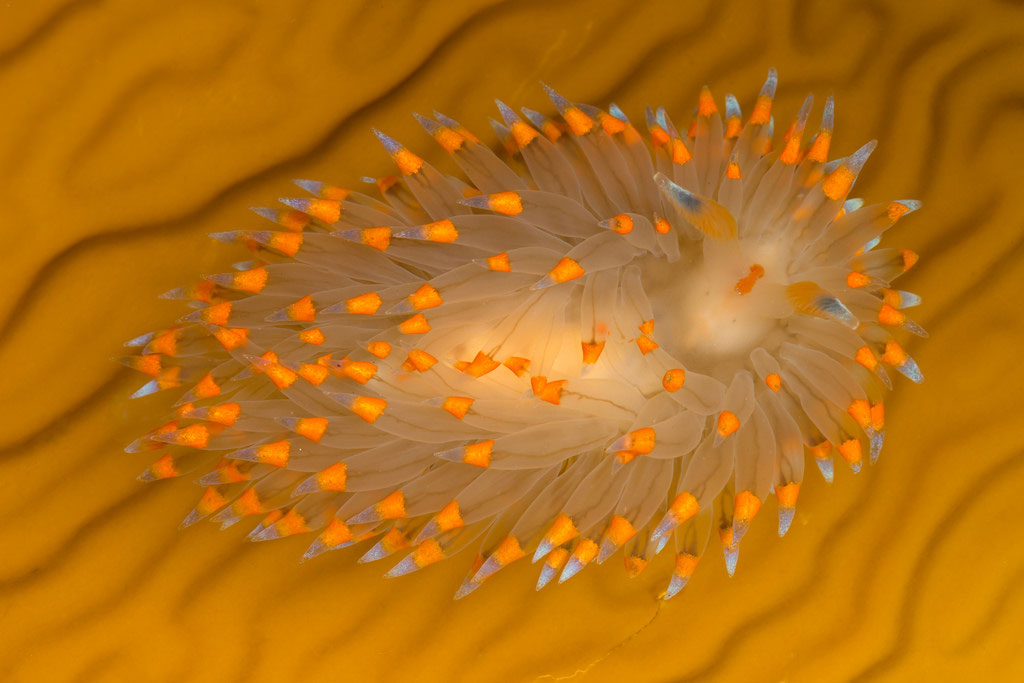 Picture 13 of Beautiful sea slug species in the ocean