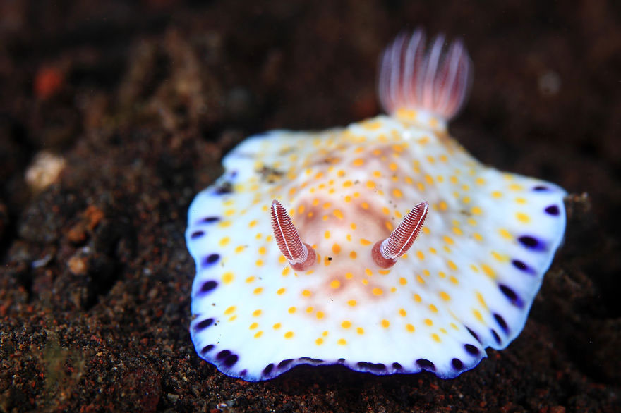 Picture 14 of Beautiful sea slug species in the ocean