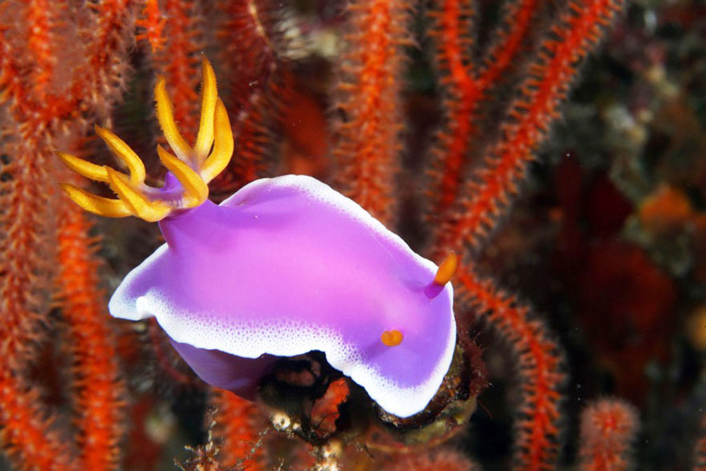 Picture 15 of Beautiful sea slug species in the ocean