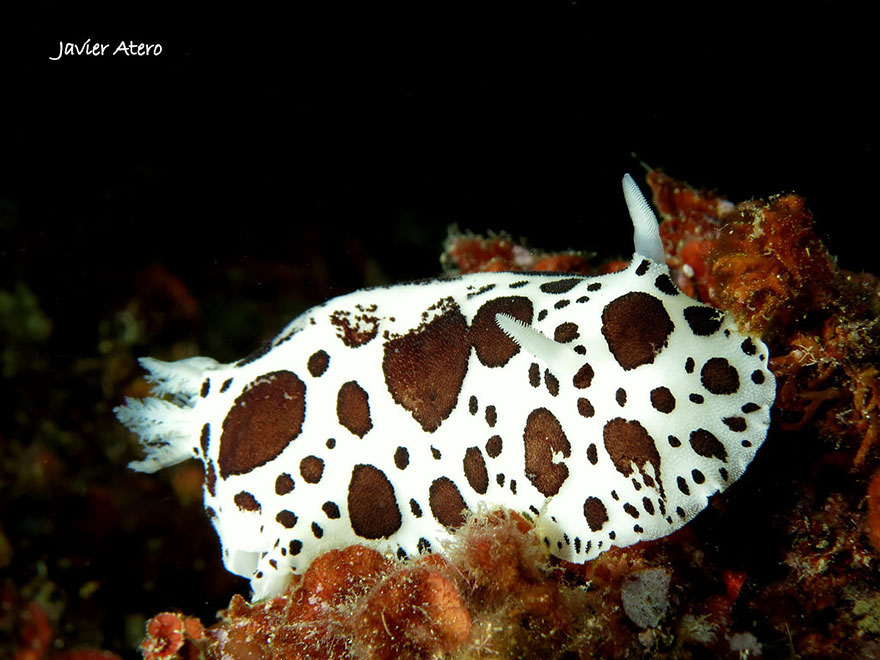 Picture 16 of Beautiful sea slug species in the ocean