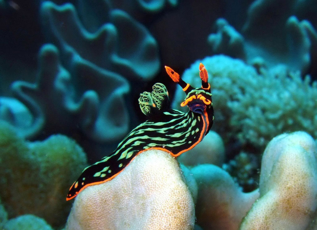 Picture 17 of Beautiful sea slug species in the ocean