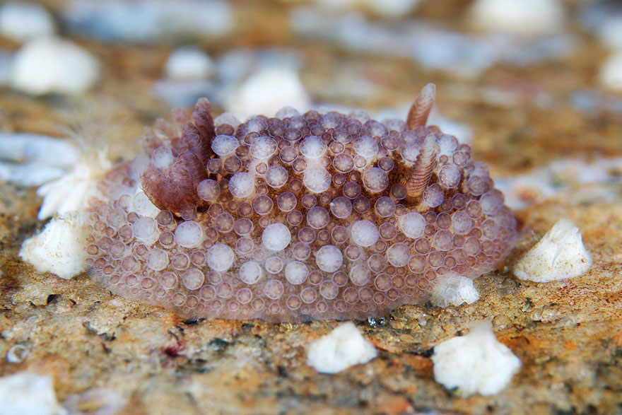 Picture 18 of Beautiful sea slug species in the ocean