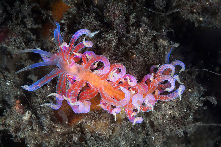 Picture 19 of Beautiful sea slug species in the ocean