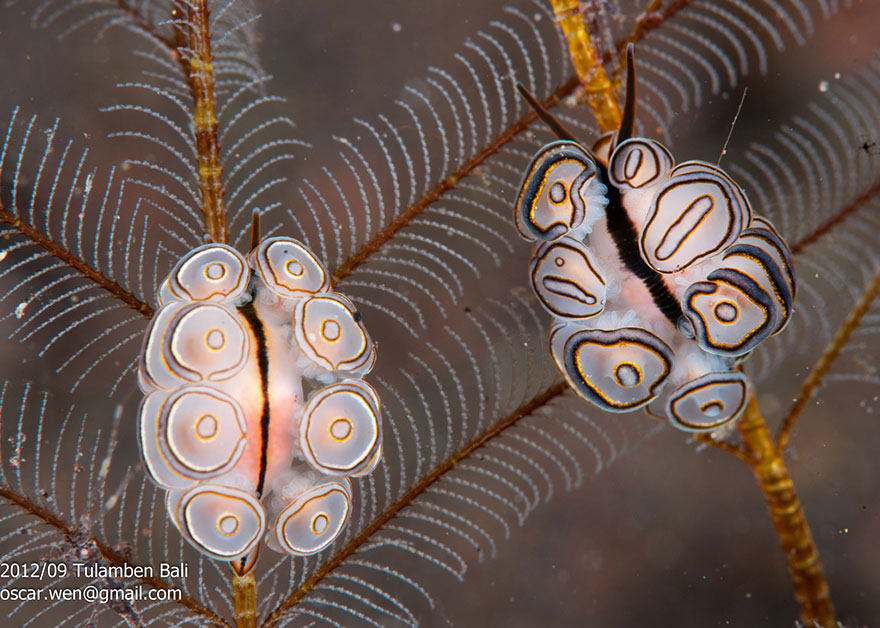 Picture 2 of Beautiful sea slug species in the ocean