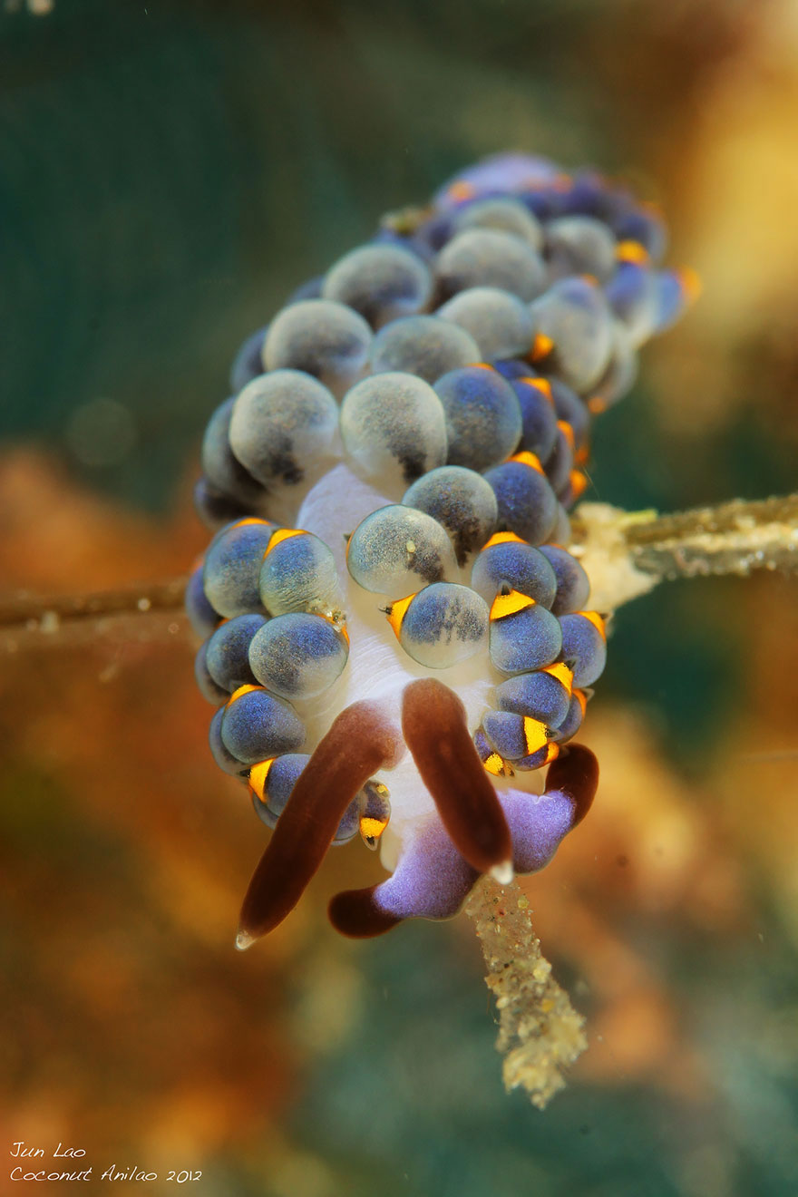 Picture 20 of Beautiful sea slug species in the ocean