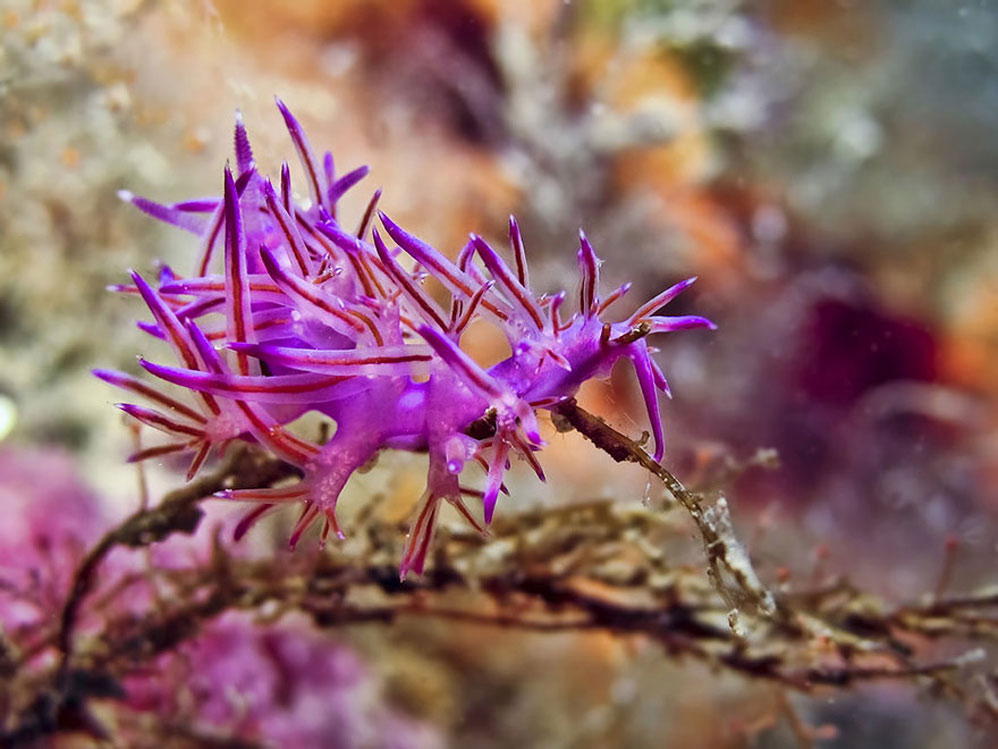 Picture 21 of Beautiful sea slug species in the ocean
