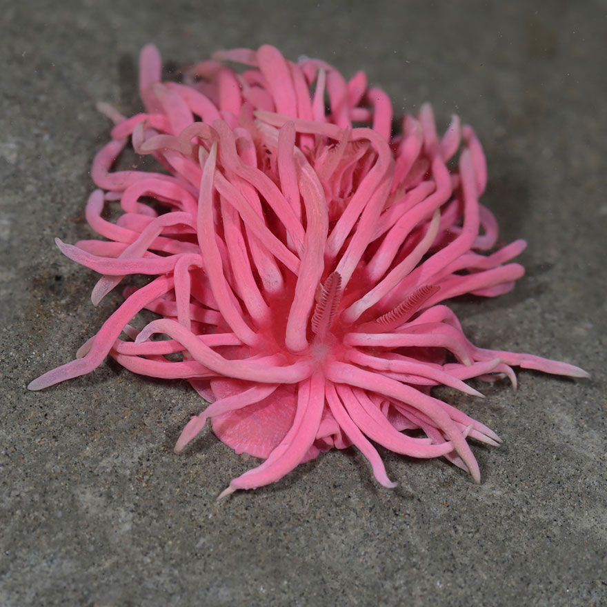 Picture 22 of Beautiful sea slug species in the ocean