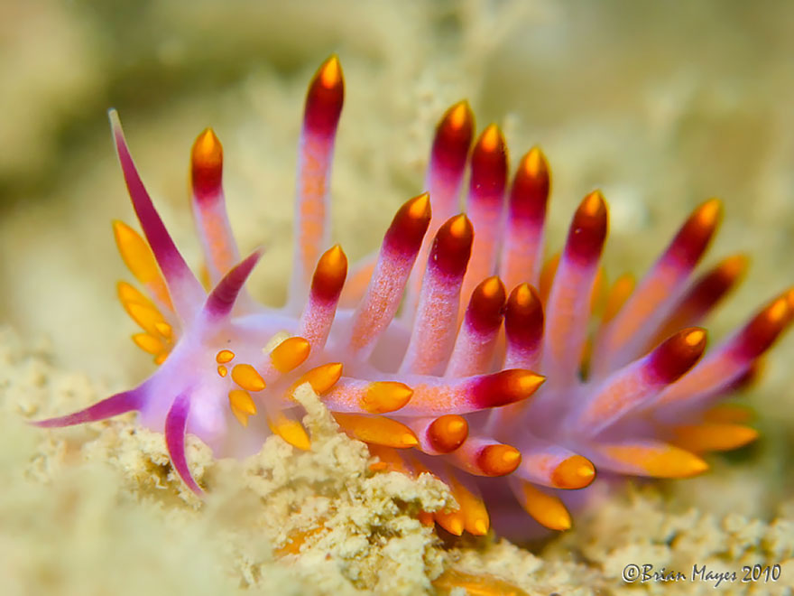 Picture 23 of Beautiful sea slug species in the ocean