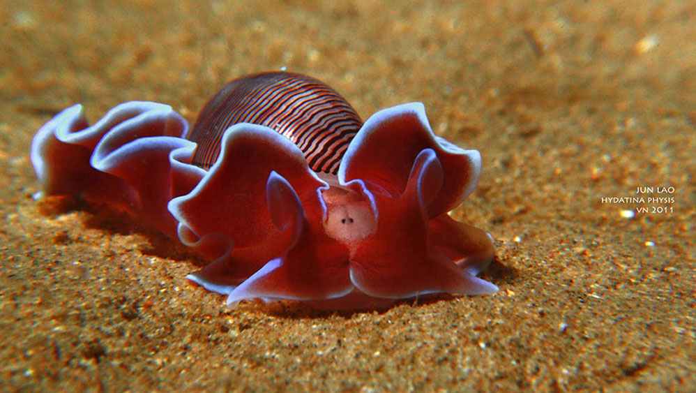 Picture 24 of Beautiful sea slug species in the ocean