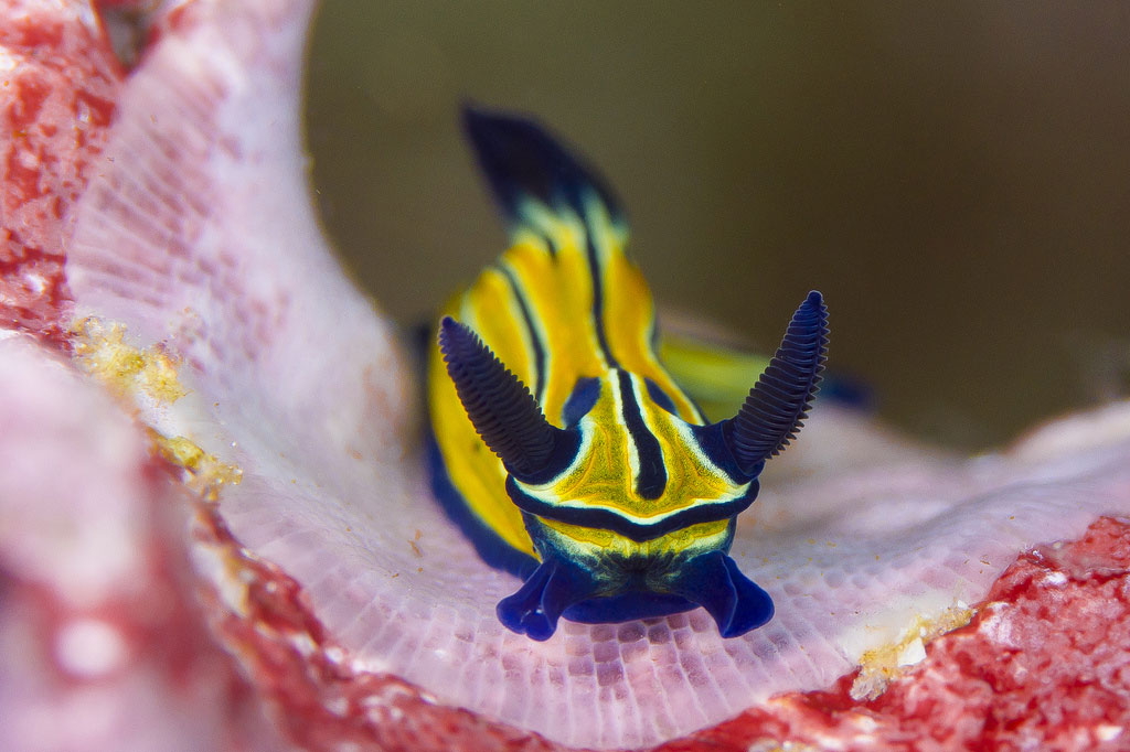 Picture 25 of Beautiful sea slug species in the ocean
