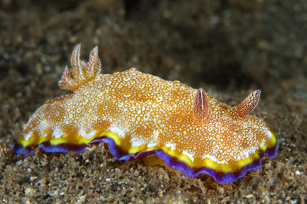 Picture 26 of Beautiful sea slug species in the ocean