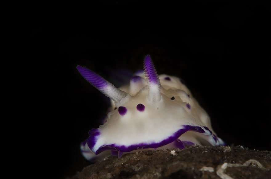 Picture 27 of Beautiful sea slug species in the ocean