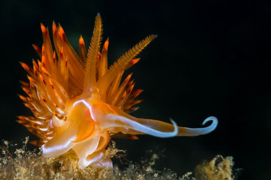 Picture 28 of Beautiful sea slug species in the ocean