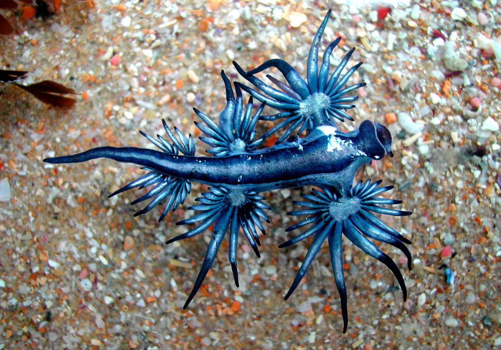 Picture 3 of Beautiful sea slug species in the ocean