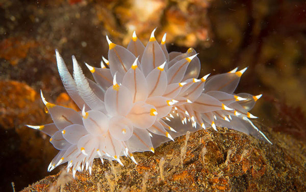 Picture 4 of Beautiful sea slug species in the ocean