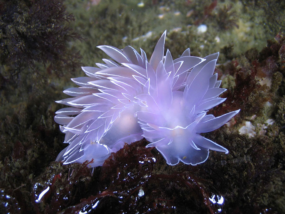 Picture 6 of Beautiful sea slug species in the ocean