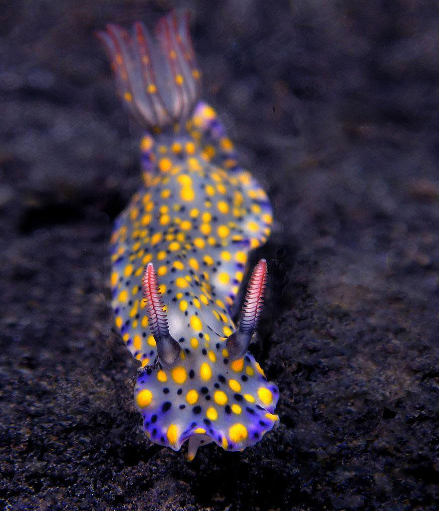 Picture 7 of Beautiful sea slug species in the ocean