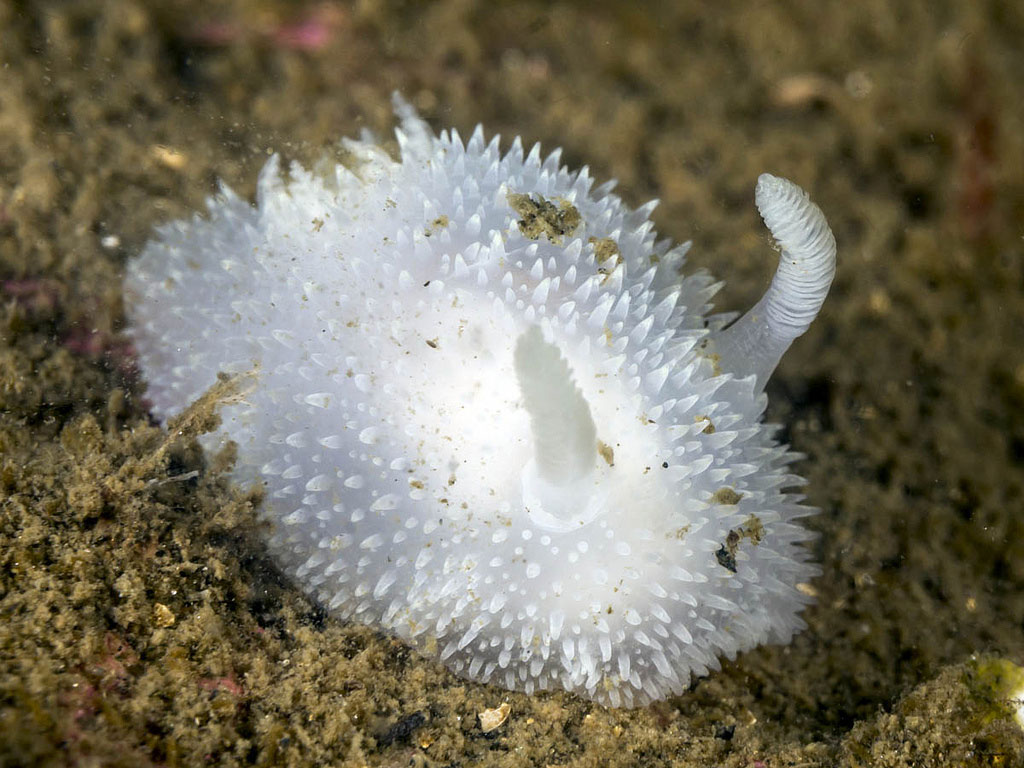 Picture 8 of Beautiful sea slug species in the ocean