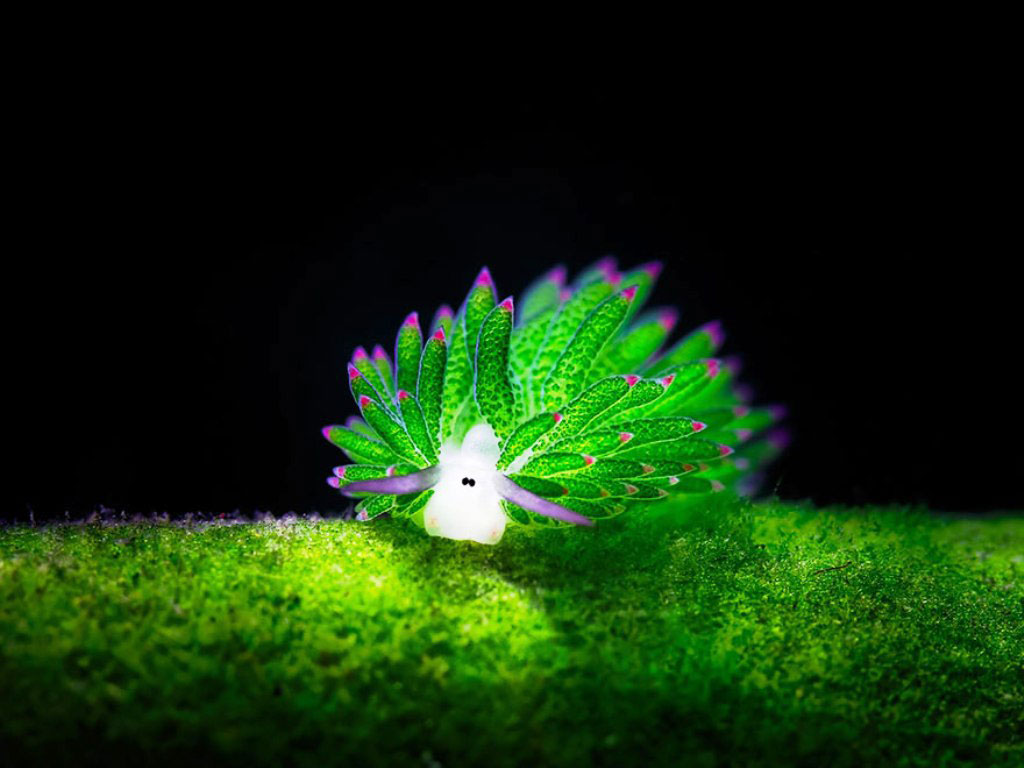 Picture 9 of Beautiful sea slug species in the ocean