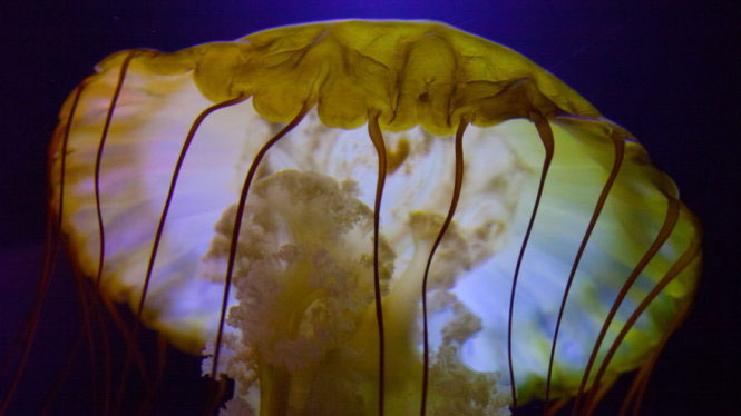 Picture 11 of Beautiful sparkling jellyfish kingdom