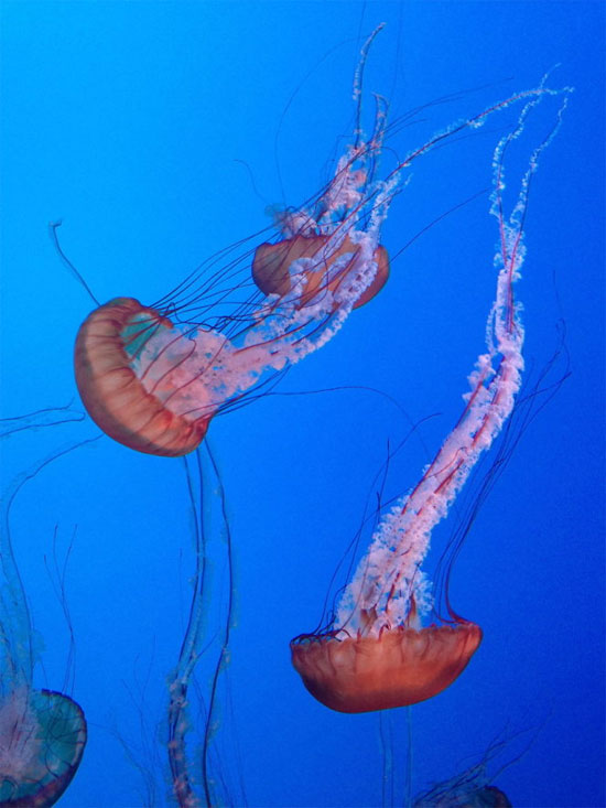 Picture 14 of Beautiful sparkling jellyfish kingdom