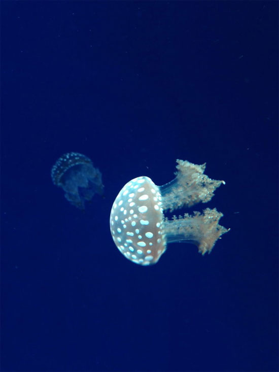Picture 15 of Beautiful sparkling jellyfish kingdom
