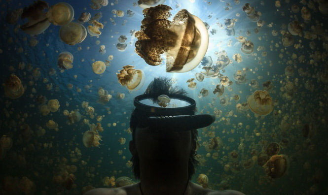 Picture 16 of Beautiful sparkling jellyfish kingdom