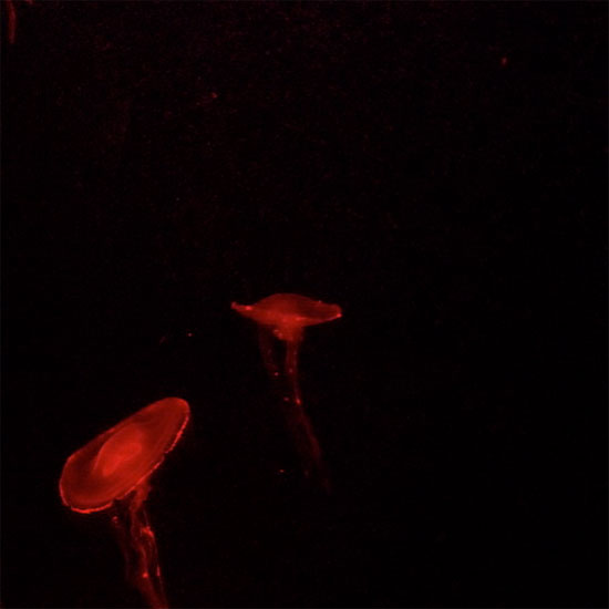 Picture 18 of Beautiful sparkling jellyfish kingdom