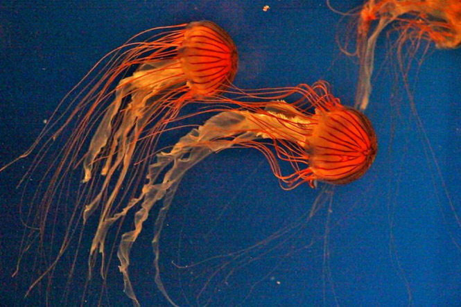 Picture 20 of Beautiful sparkling jellyfish kingdom