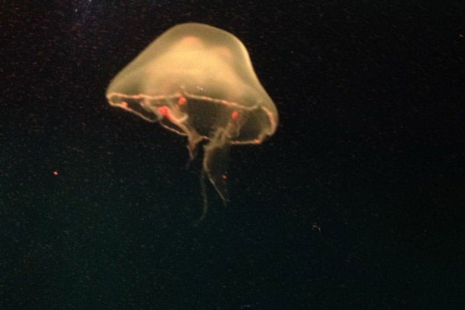 Picture 21 of Beautiful sparkling jellyfish kingdom