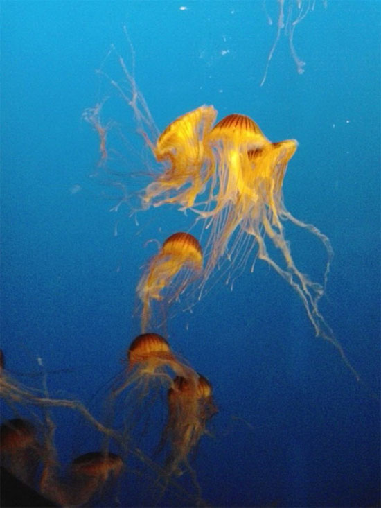 Picture 22 of Beautiful sparkling jellyfish kingdom