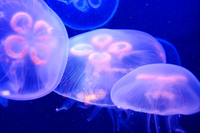 Picture 9 of Beautiful sparkling jellyfish kingdom