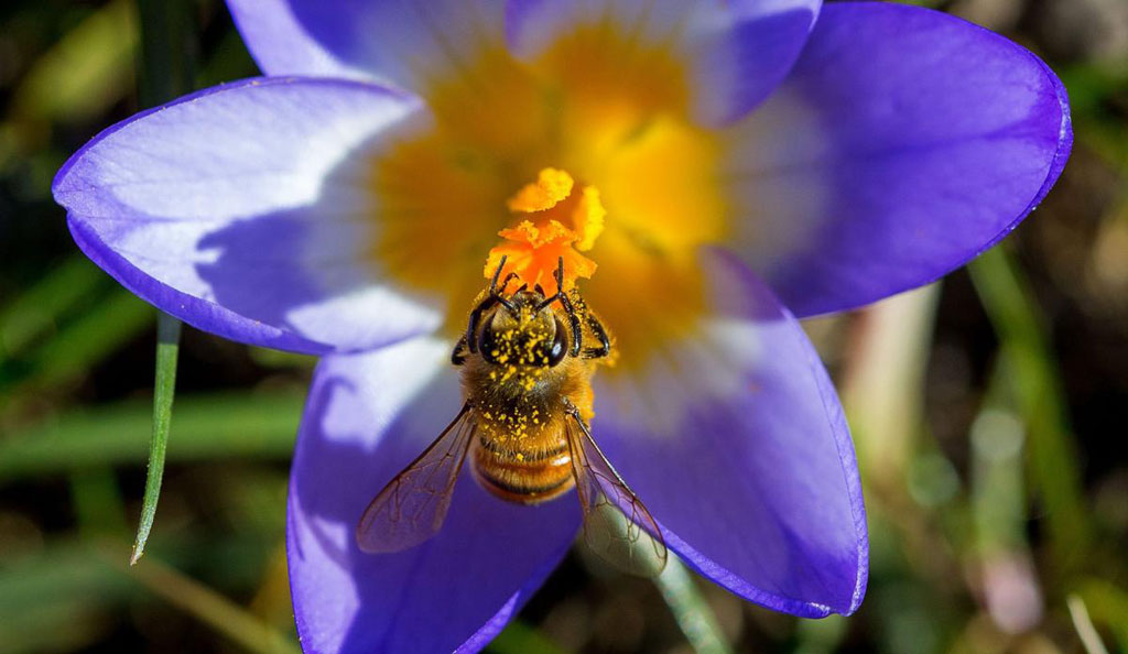 Beautiful spring moment in the Northern Hemisphere